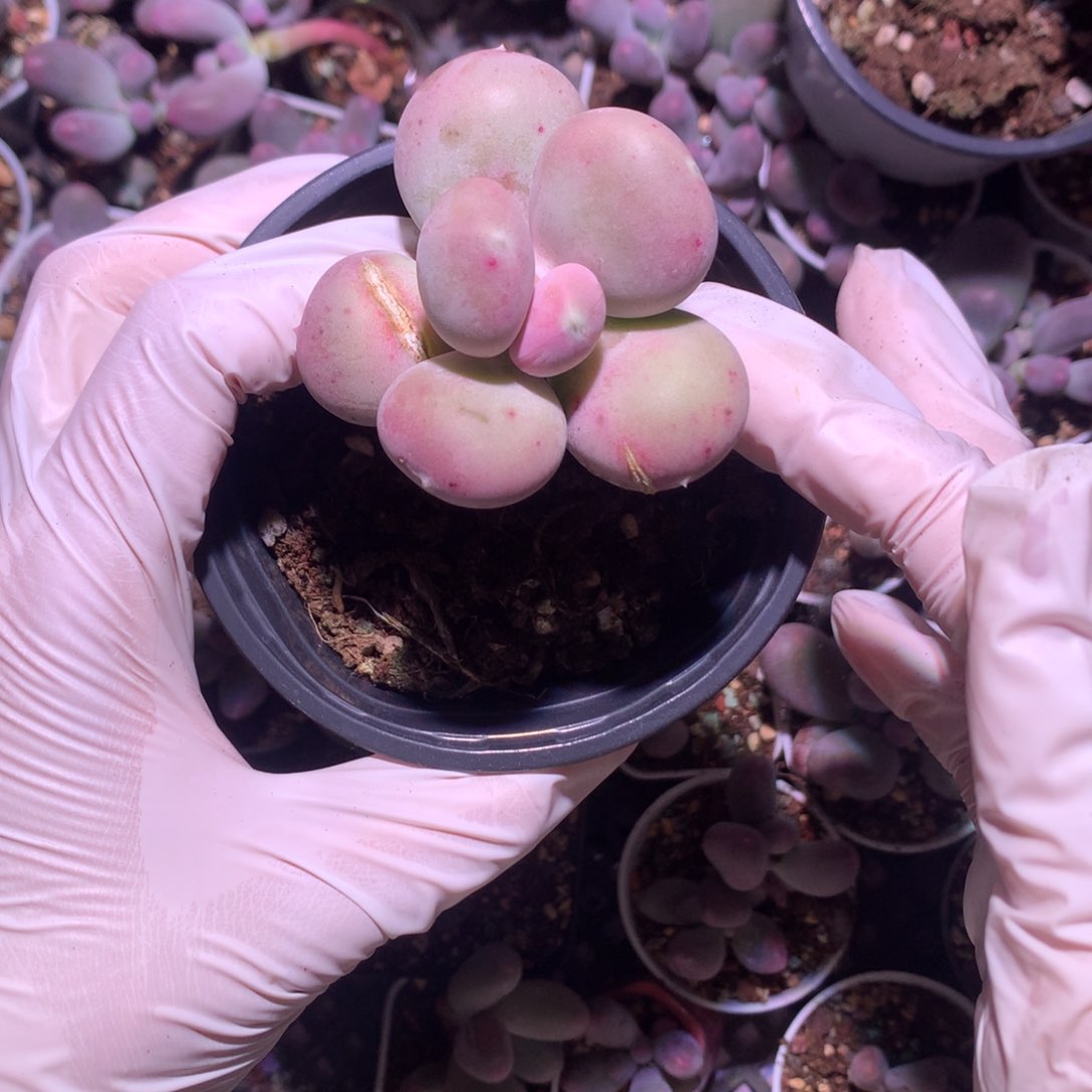 *️米可奶酪多肉米可奶