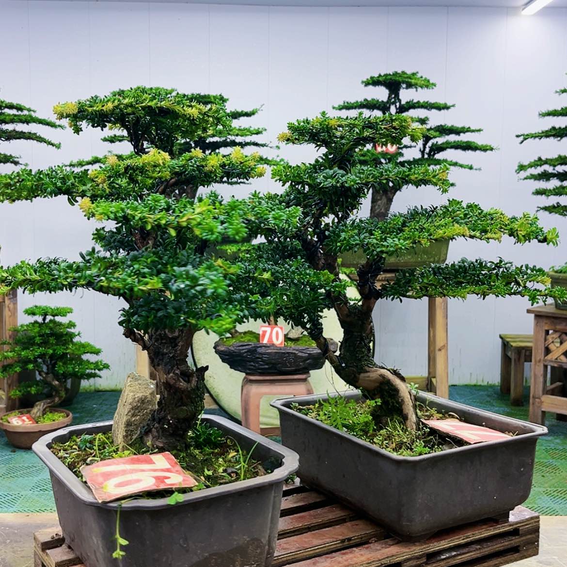【闪购商品】无花朵罗汉松盆景