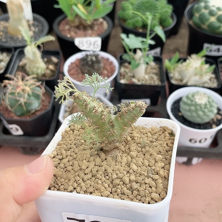 793白皮月界块根