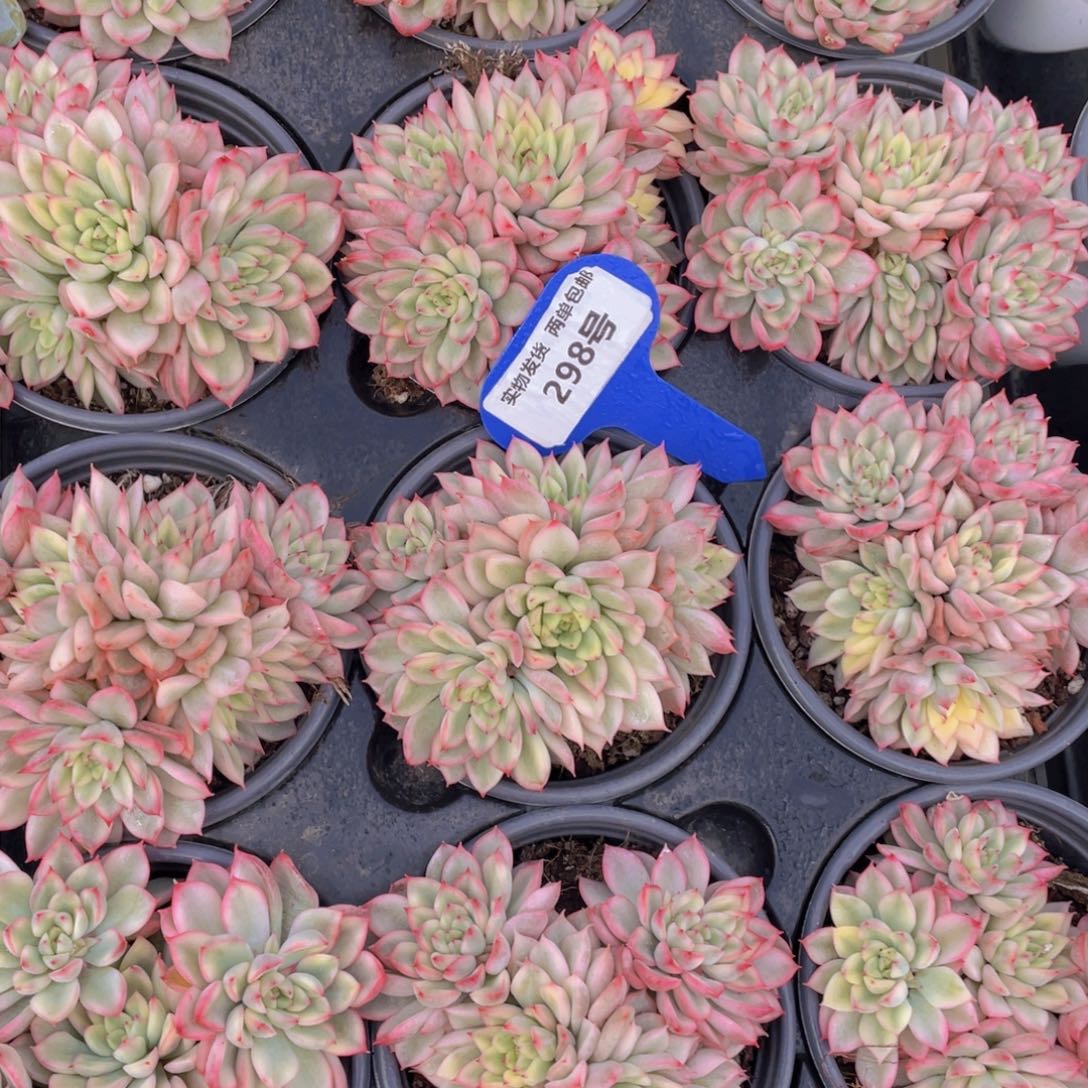 298号炫彩女雏锦群生一个