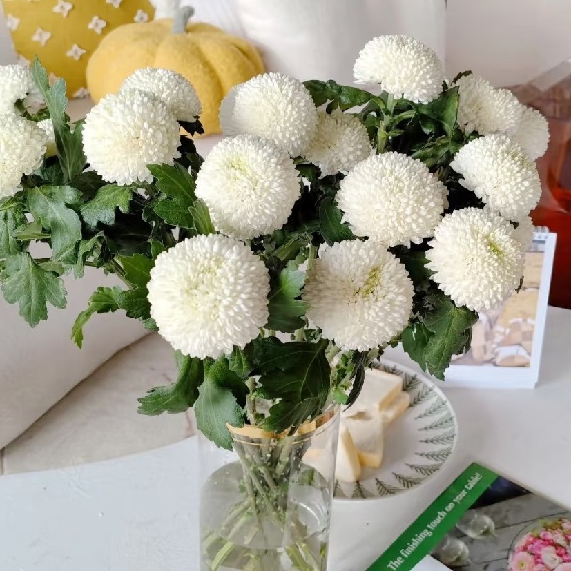 【香羿鲜花】白色乒乓菊5支/全场任意满两单及以上包邮