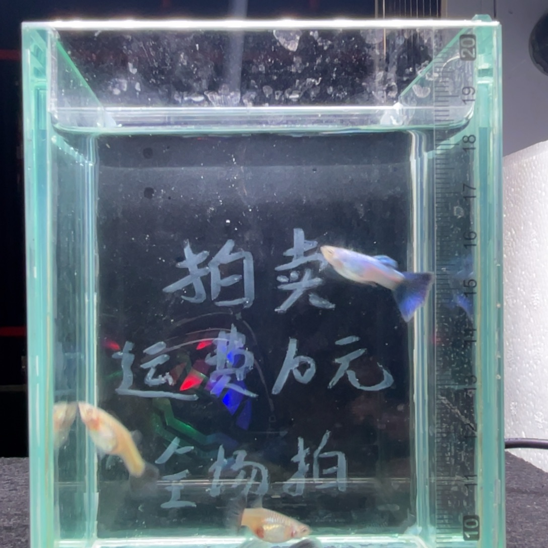 孔雀鱼新加兰孔雀鱼两对