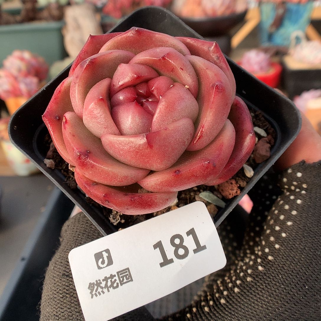 181莱拉珍妮多肉植物