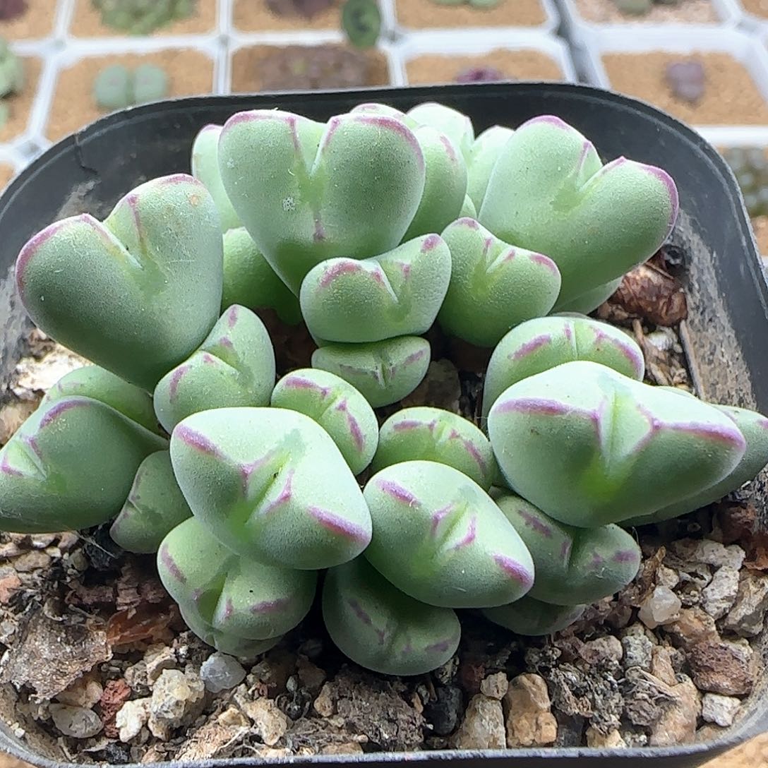 哈哈哈哈哈哈哈47424