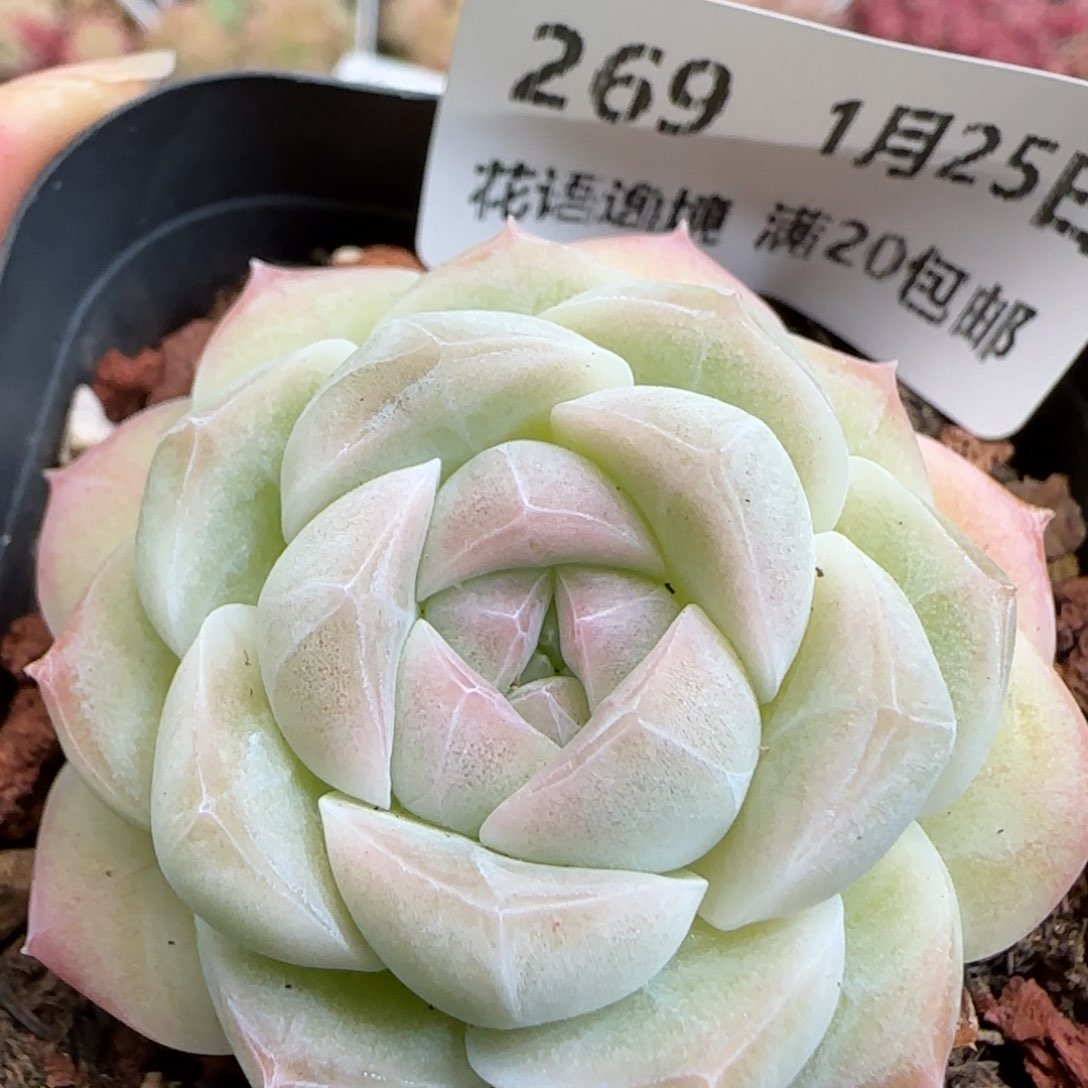 花语逸镜0125-269
