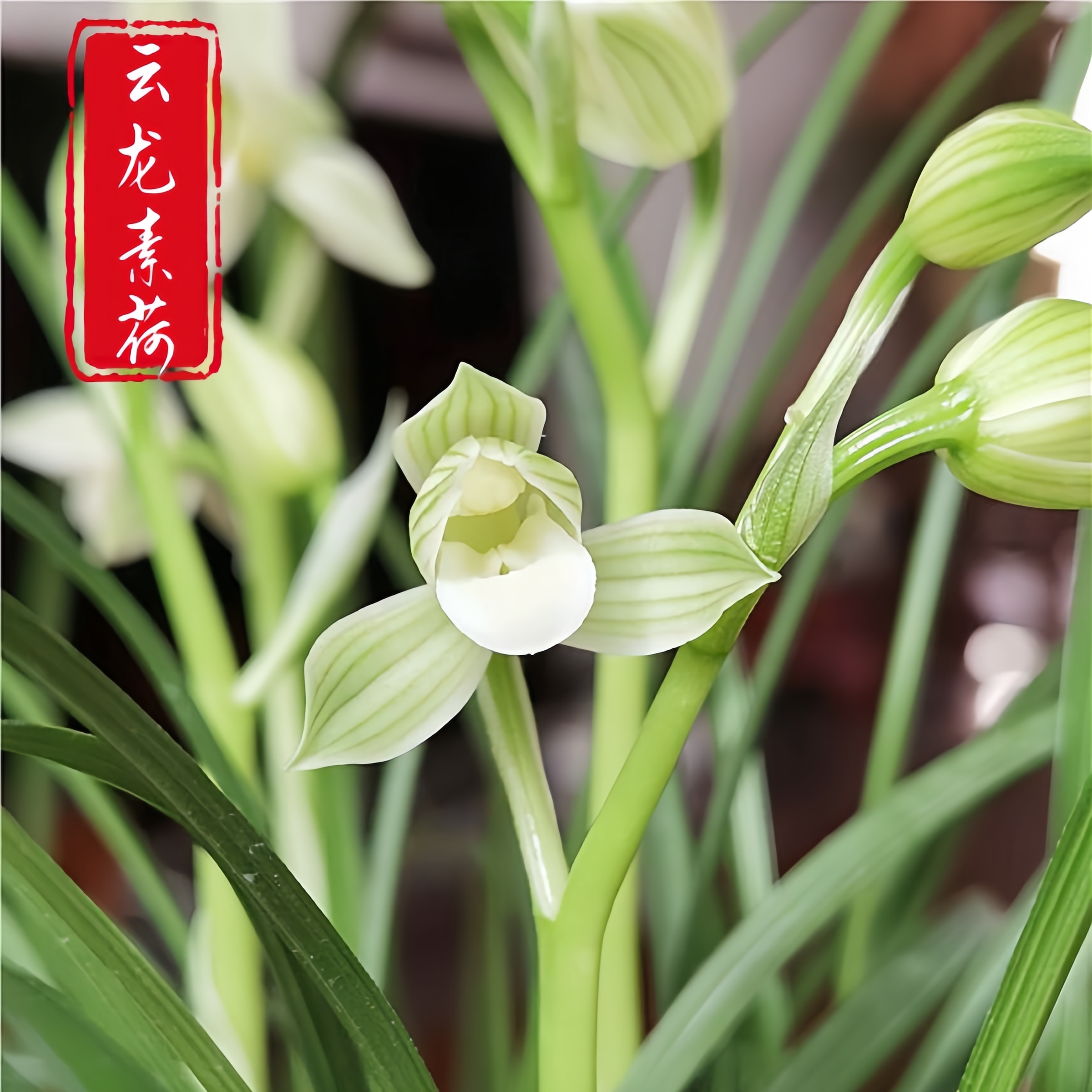 【莲瓣兰-云龙素荷】古道兰艺高山国兰 易养活无温室阳台养兰