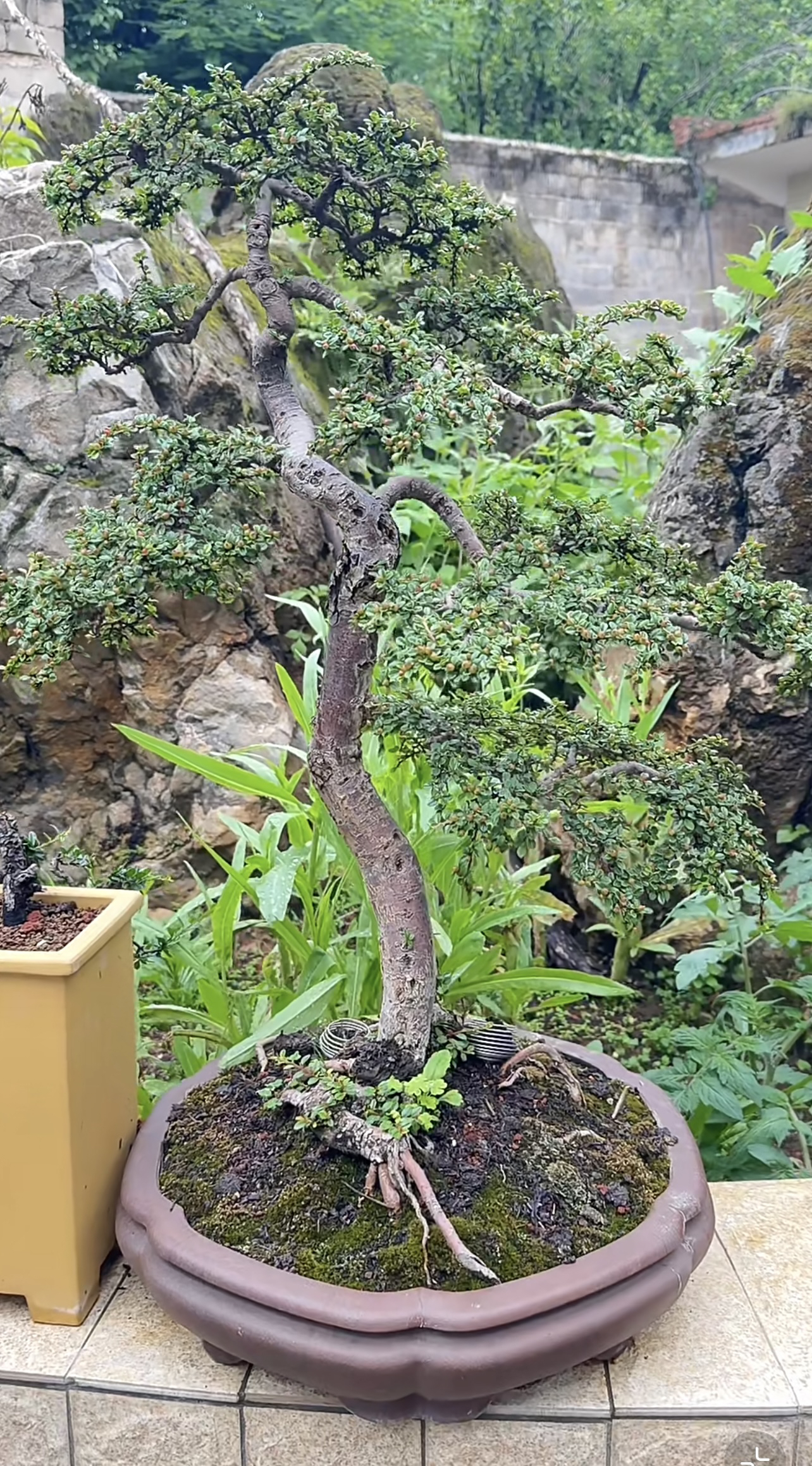 迎客松金弹子红花盆景荀子冬天掉叶不掉果，一物一拍！！！盆栽老桩