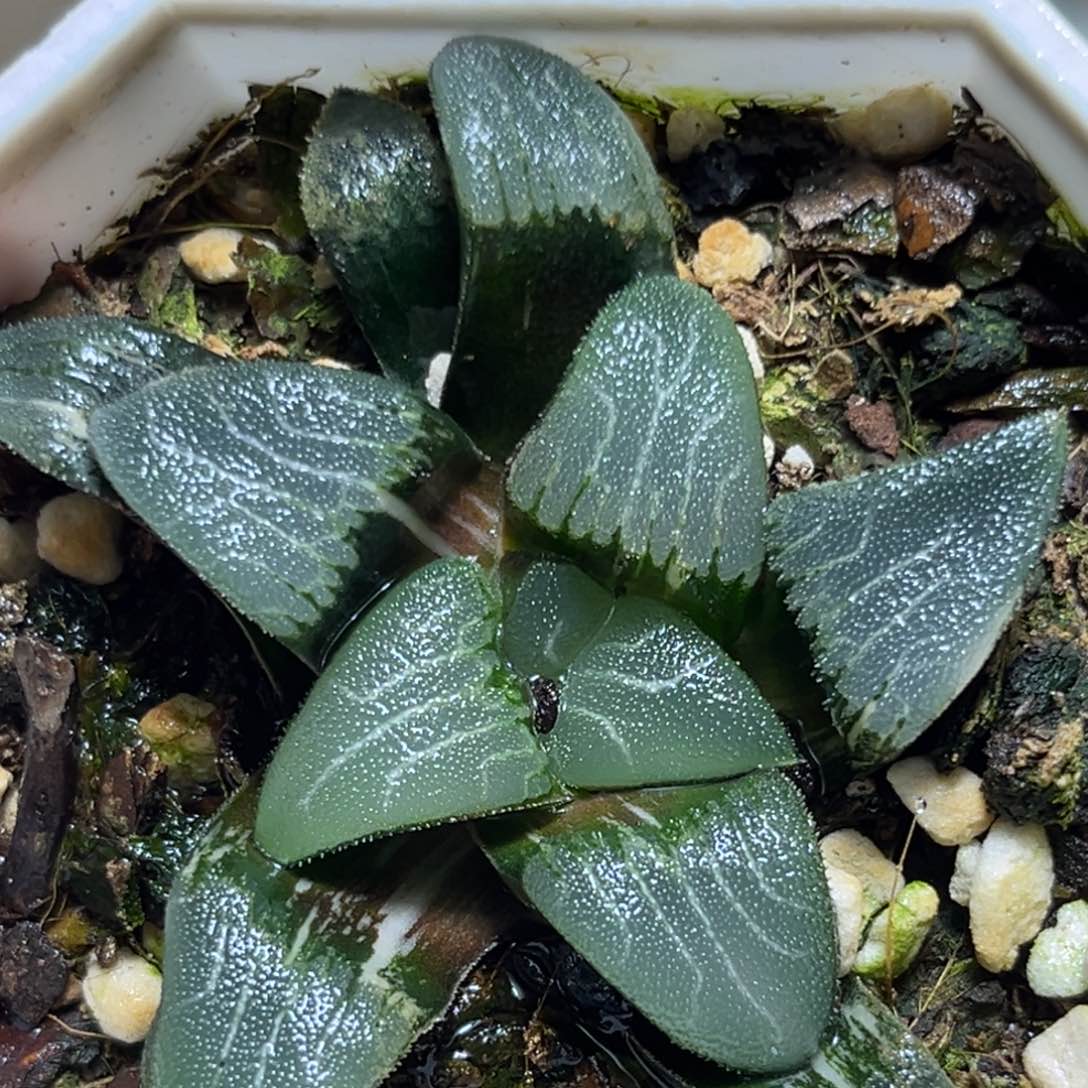 恭喜发财大吉大利862