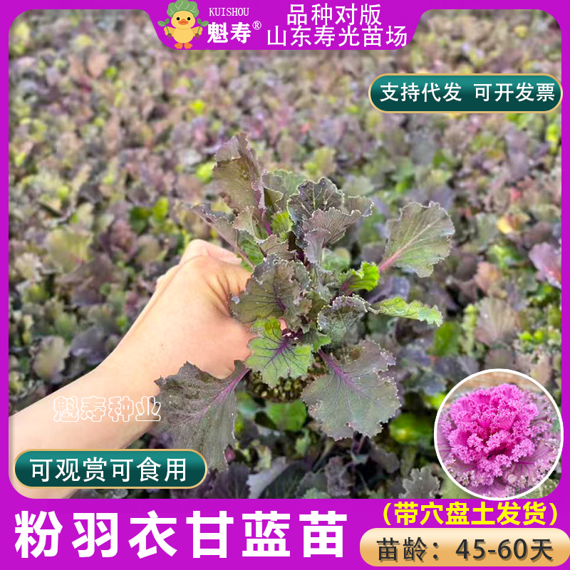 寿光超耐寒粉羽衣甘蓝秧苗观赏可食用绿紫羽衣甘蓝种子四季盆栽