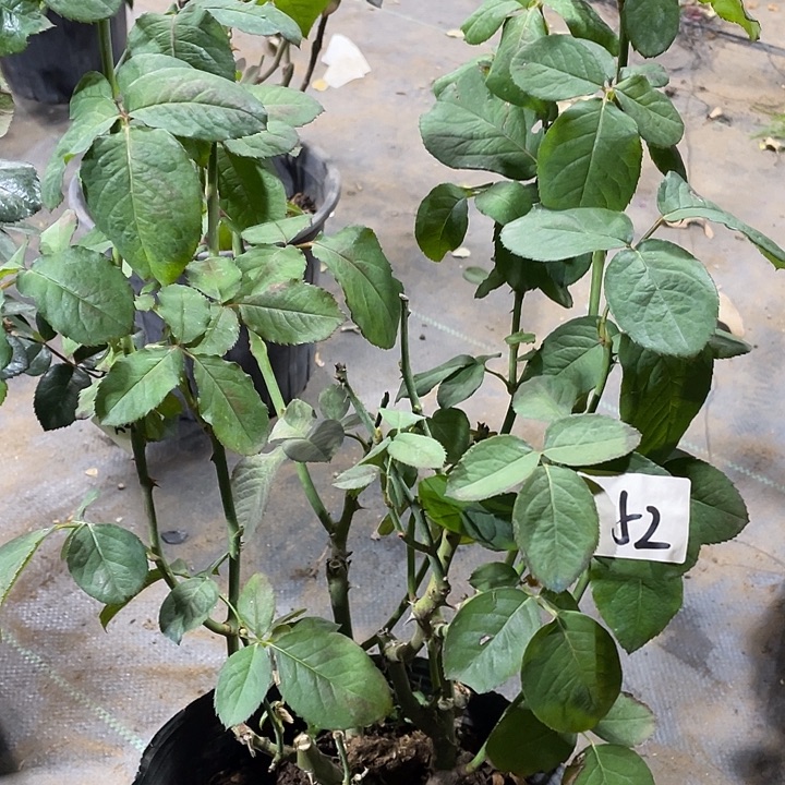 当前无花朵，栽培后可花朵粉荔枝