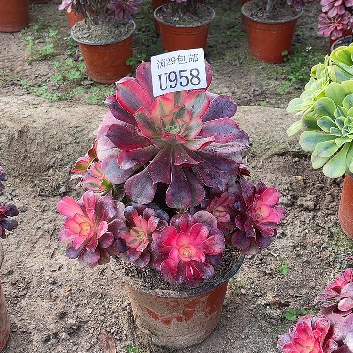 958美杜莎    多肉植物     