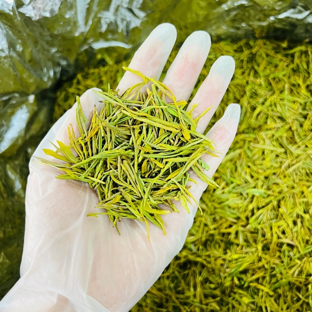 25年300春茶浓香黄金丫（芽）（花香，茶汤浓郁，甘甜）