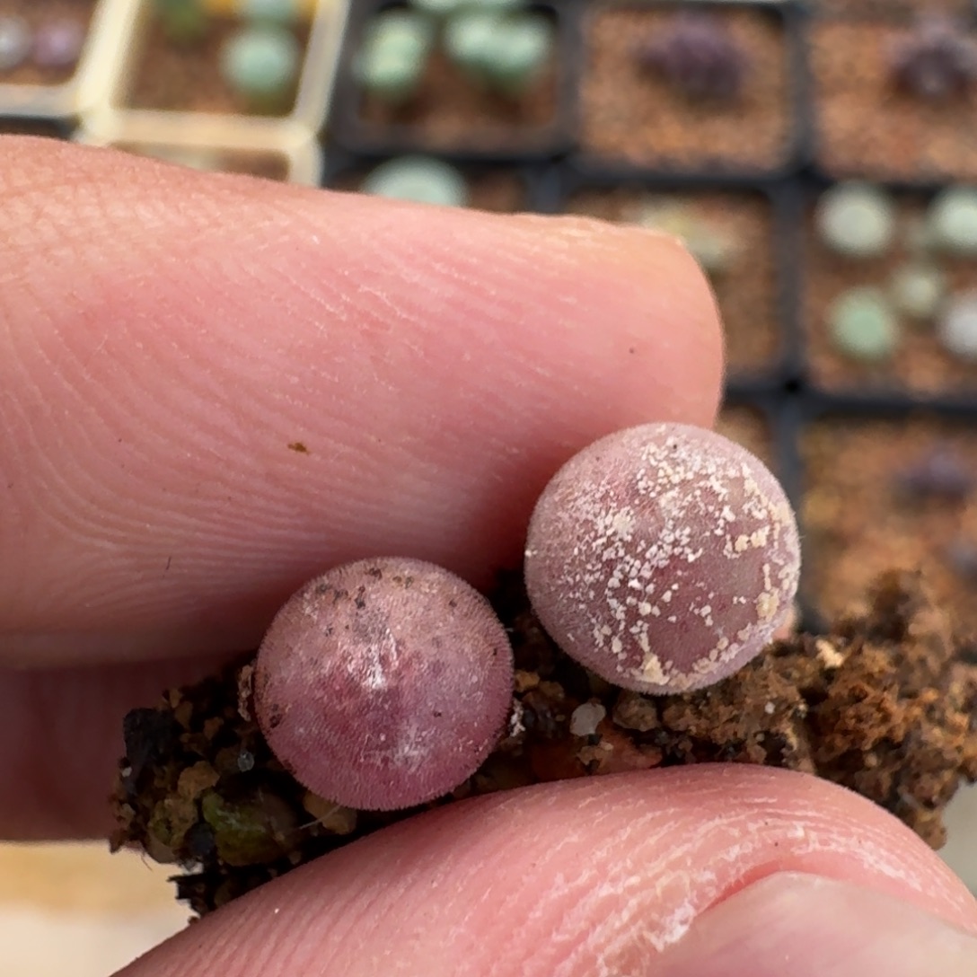 碎***冰云缦精品番杏31.47 