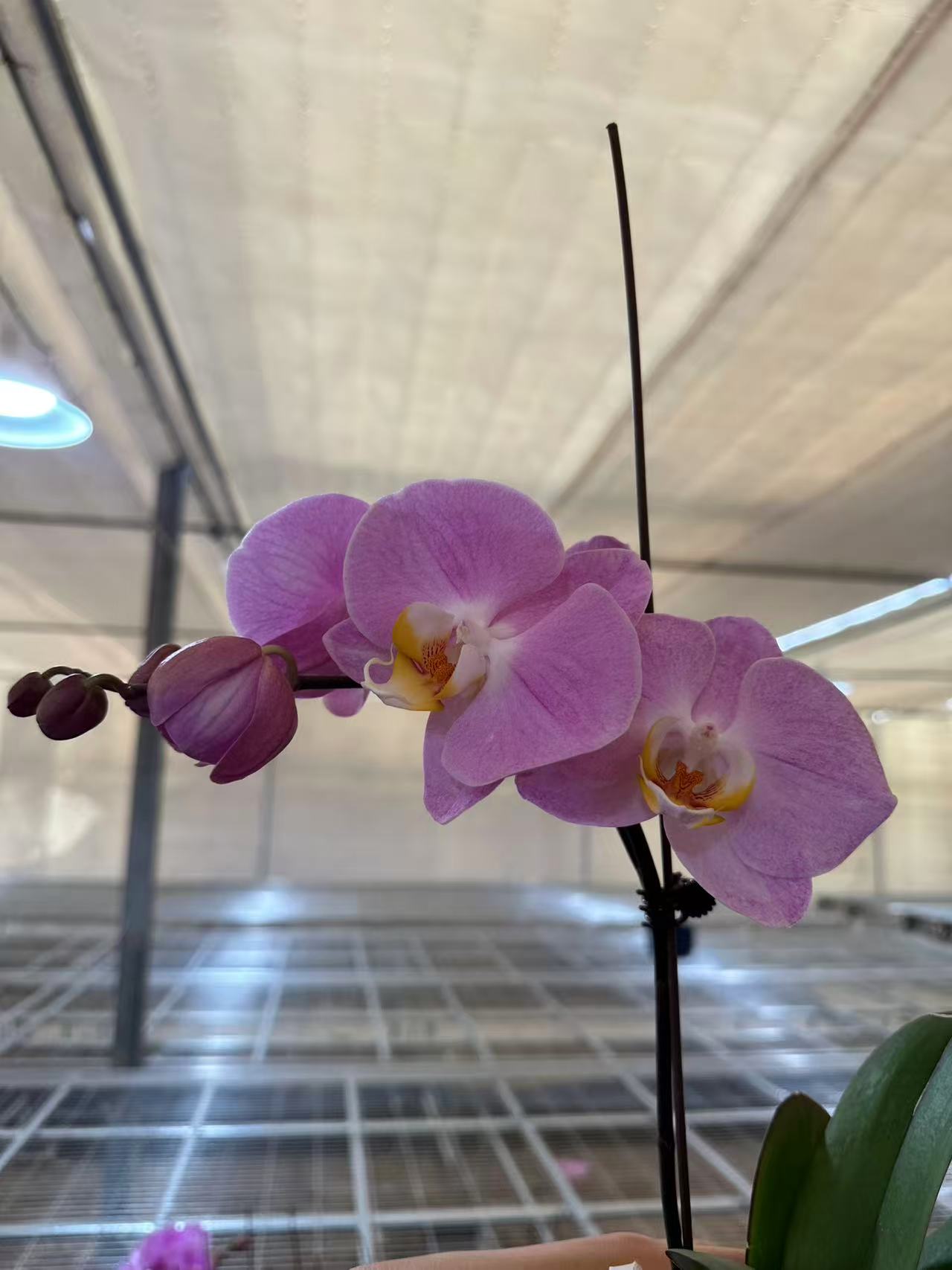 兰蝶汇【暮光之城3.5】蝴蝶兰花卉