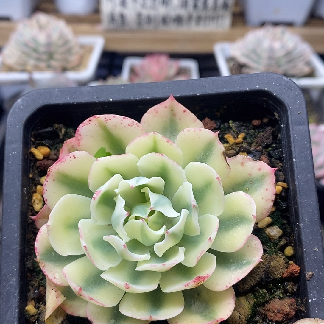 05140 小海啸覆轮锦