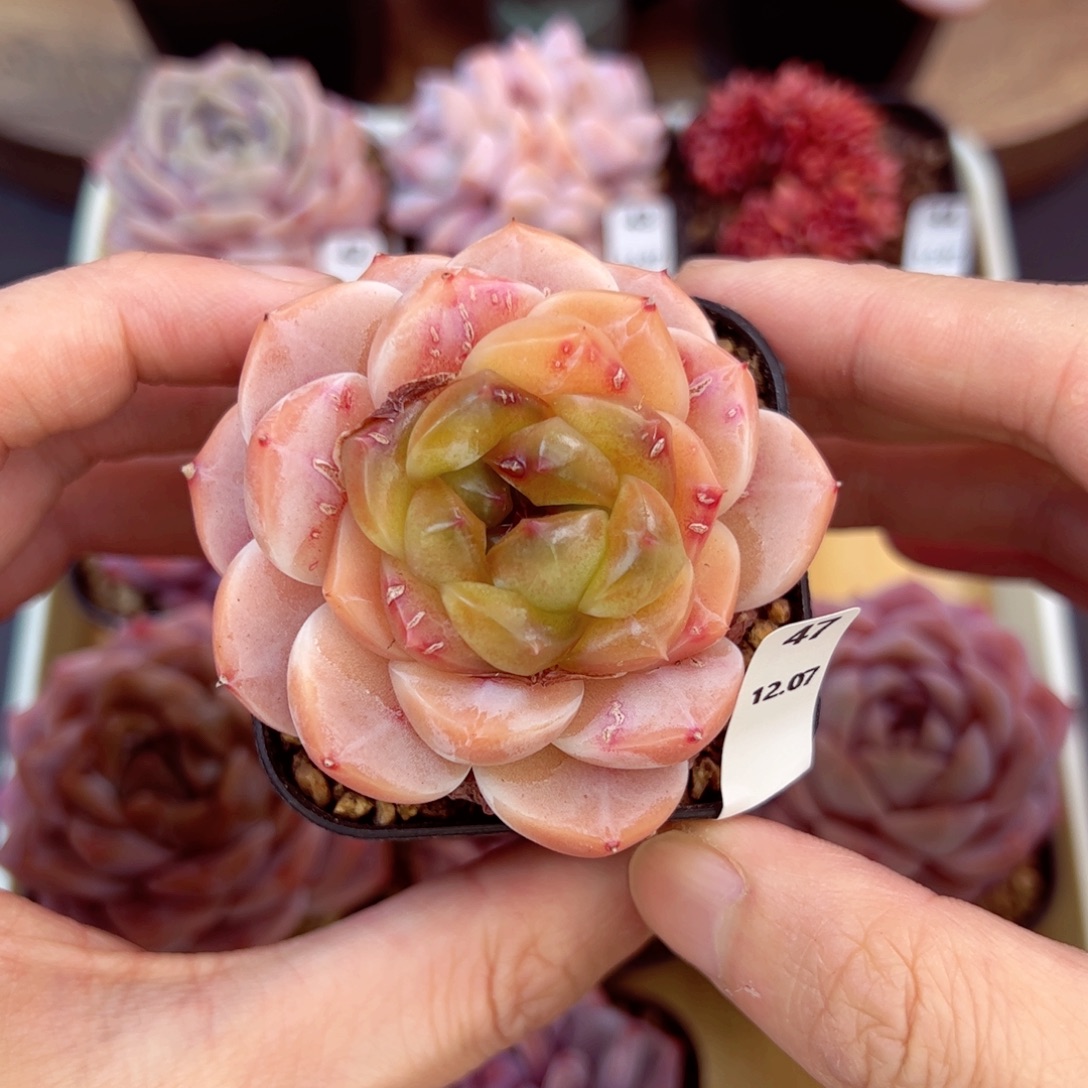 好好看47、哈哈哈哈哈