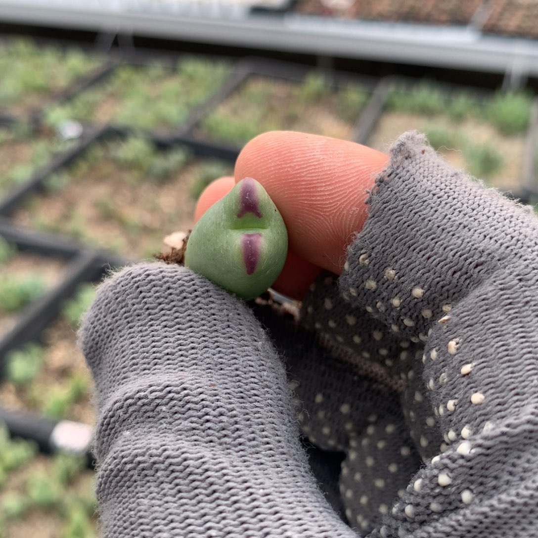 380少将母本一颗