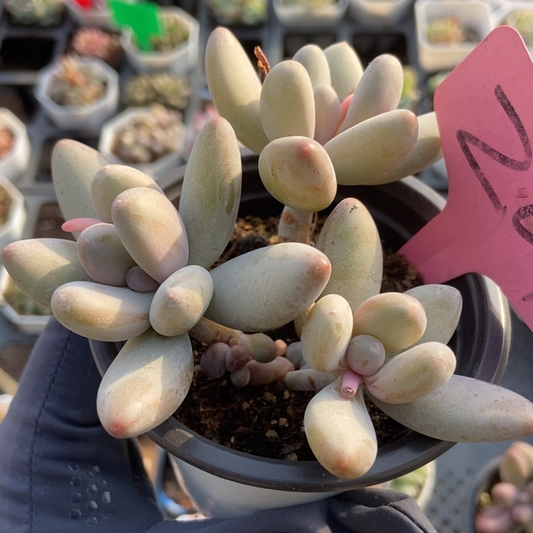 201白兰地多肉植物保护