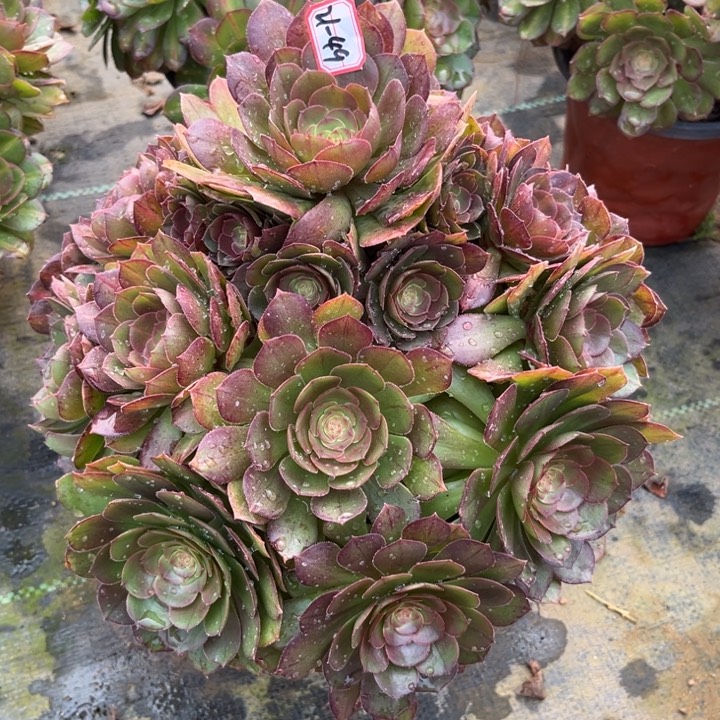 21-49倾城中班多肉植物