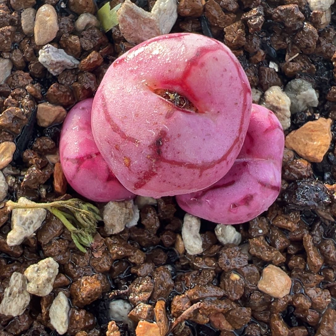 841多肉植物种类多样