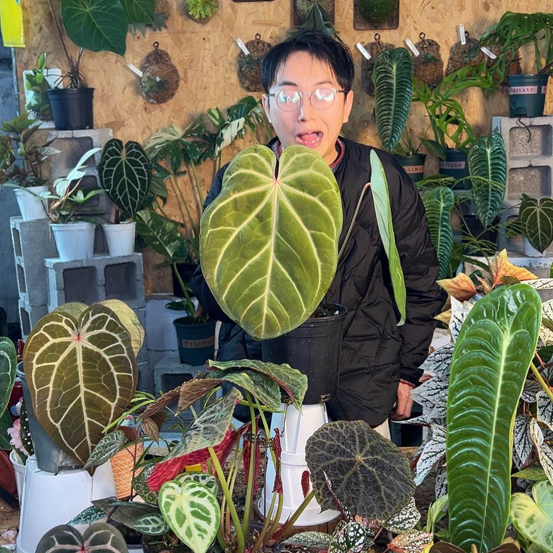 完全开放B01老桩花烛