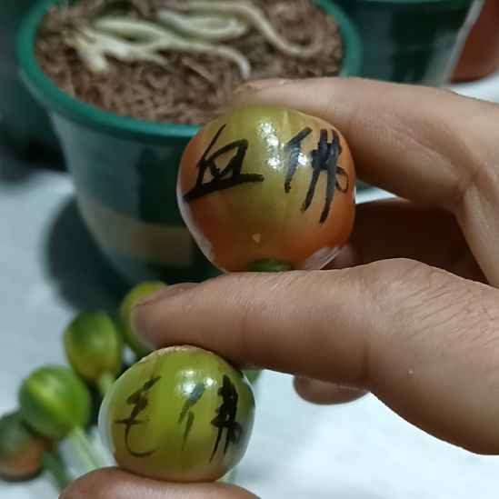 无花朵君子兰小苗君子兰小苗君子兰