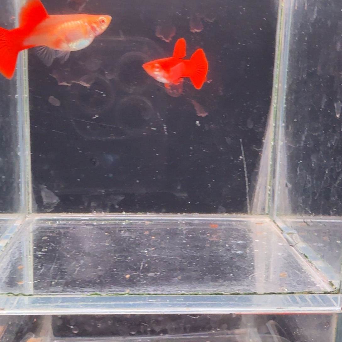孔雀鱼大背血红1对