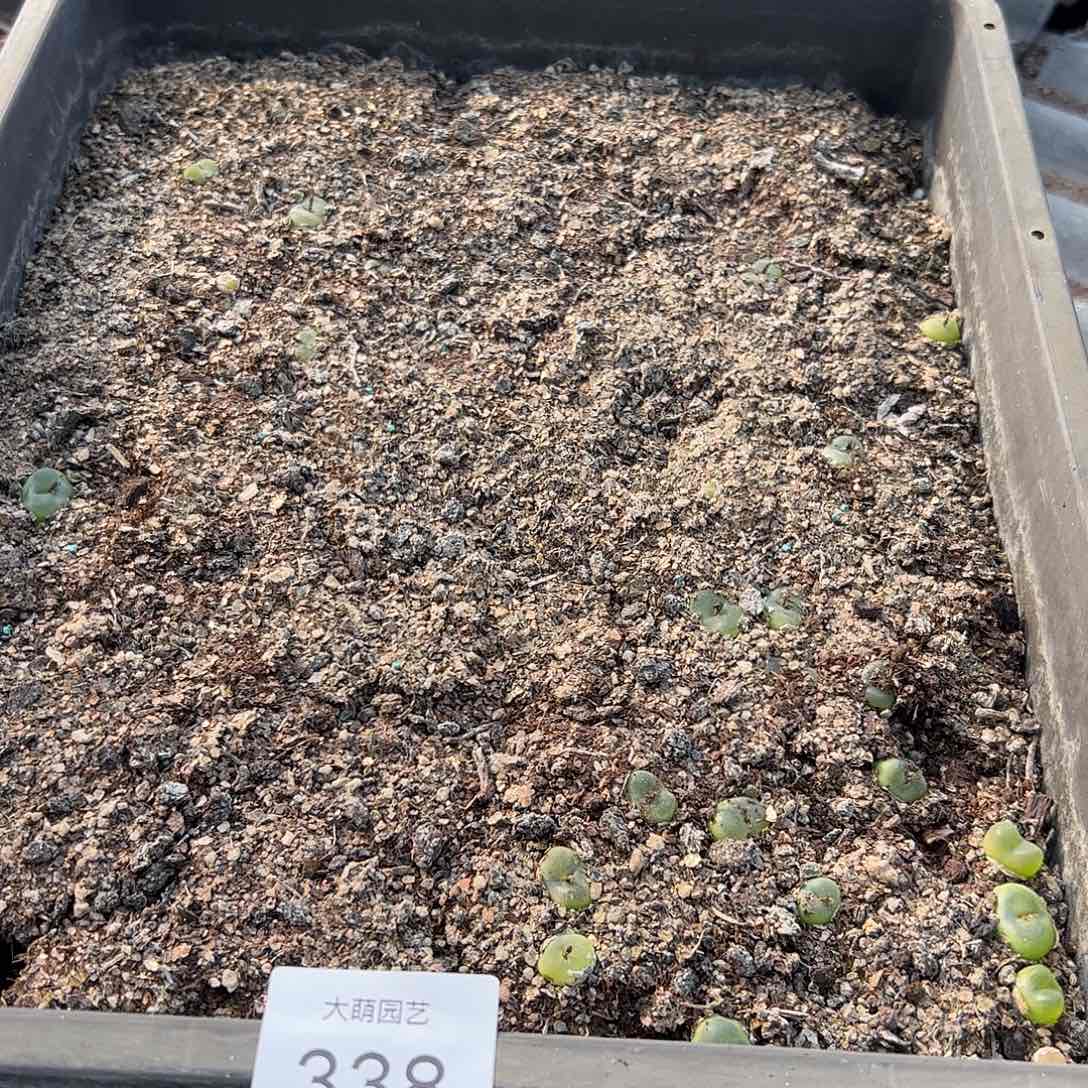 清框脱土发默认有瑕338