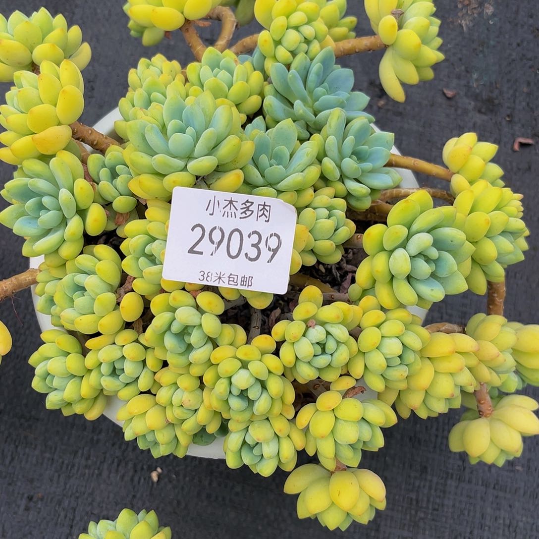 风*城凝脂连29039