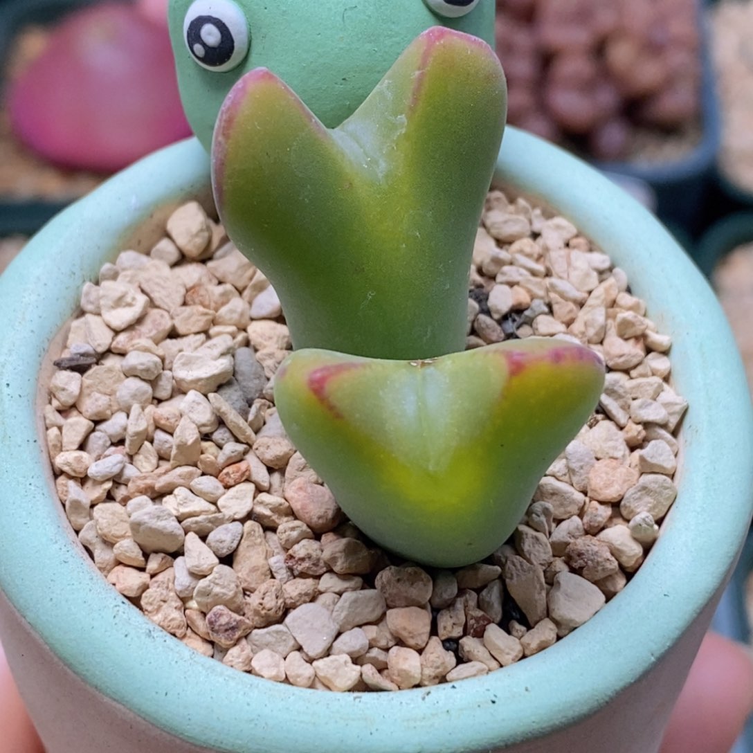 双头将带盆福利双头将带盆福利