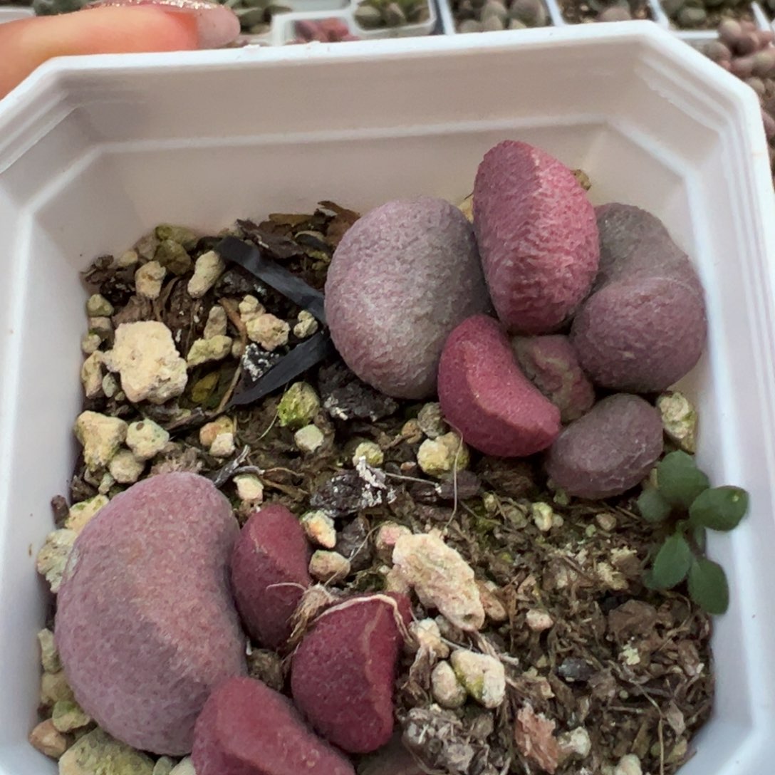 夏娃多肉植物两颗