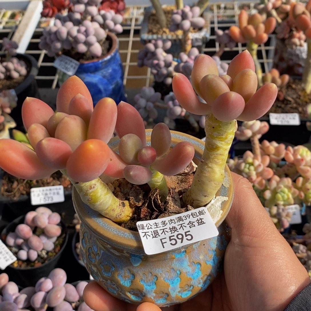 595芒果奶三头11cm多肉