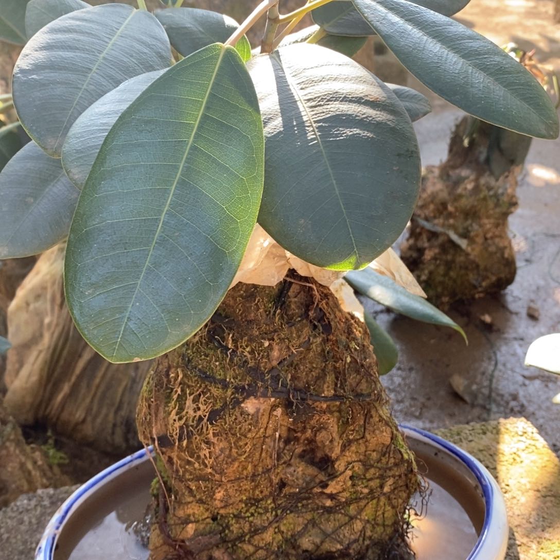 无花朵石头一个石头