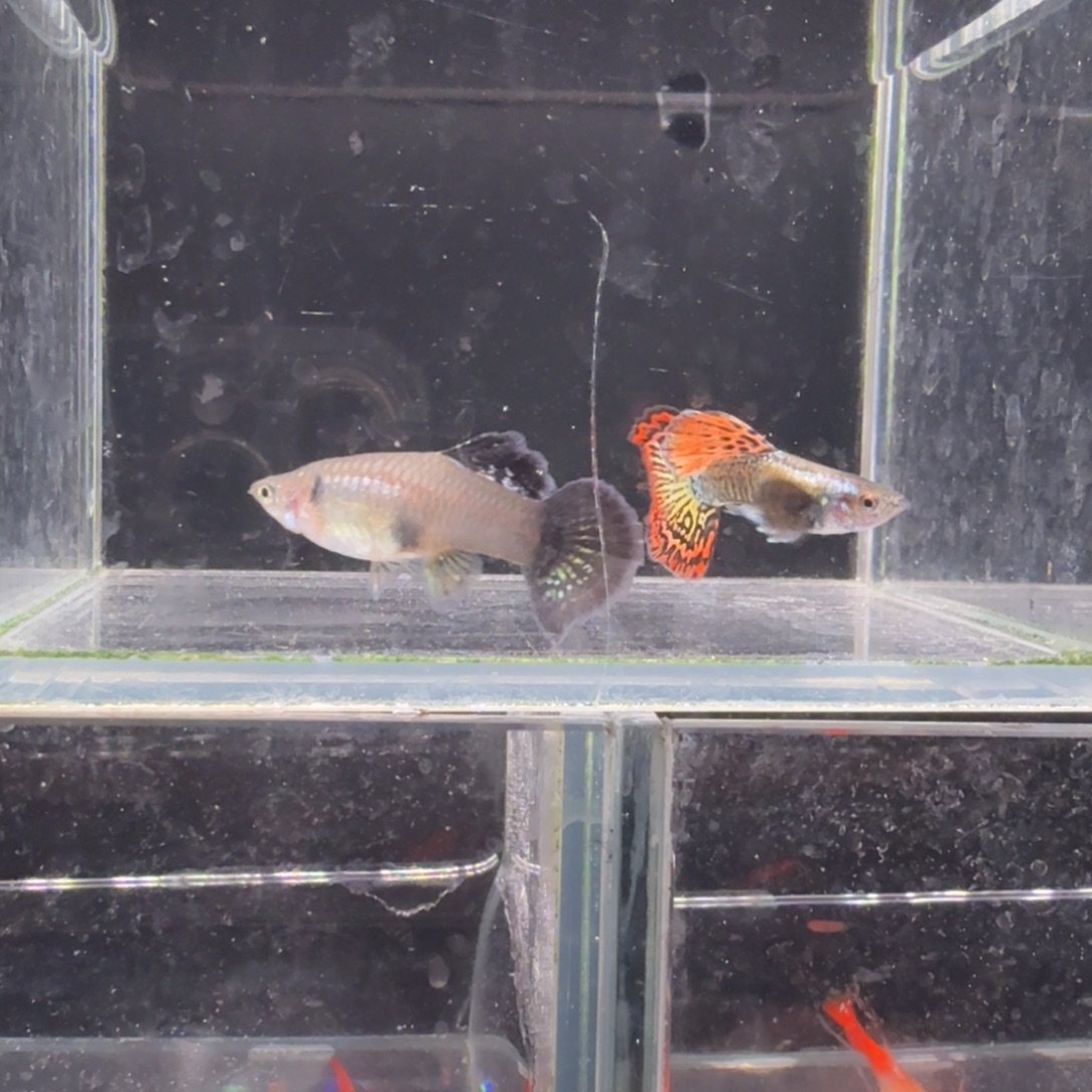 孔雀鱼大背红龙1对