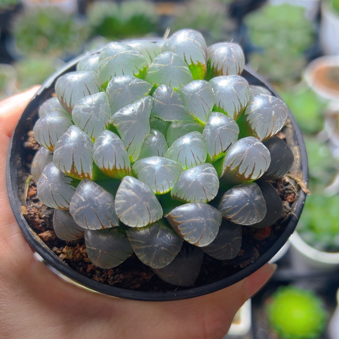 孔明灯万象盆玉露多肉多肉