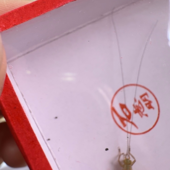 漂亮大黄龄一只合适