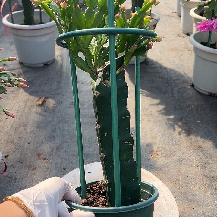 花***槿028蟹爪兰福利苗8663