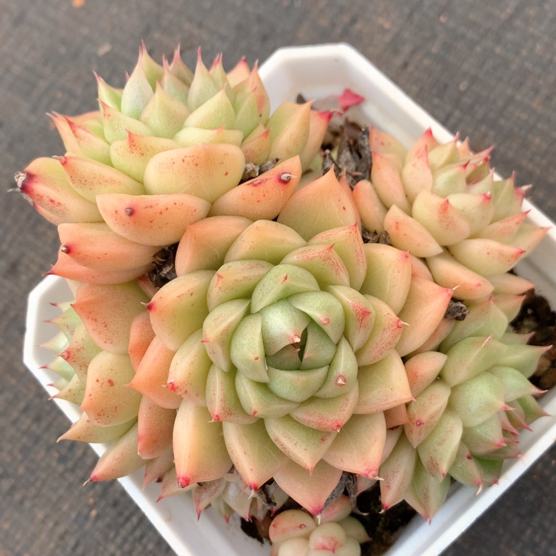 2631杂交多肉植物基地