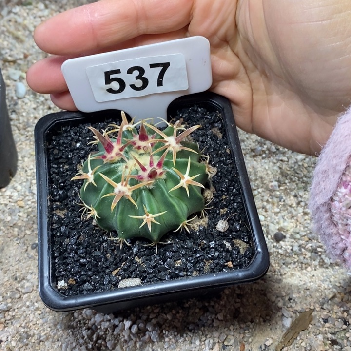 漠**狼福利凌波如图！！！！