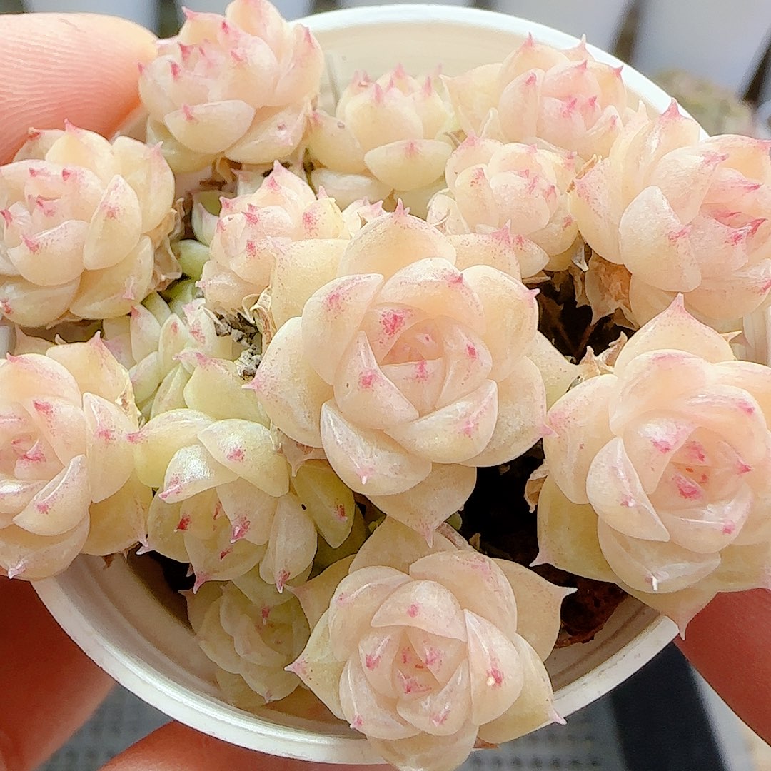 1130-2（ttp-46-2）优选