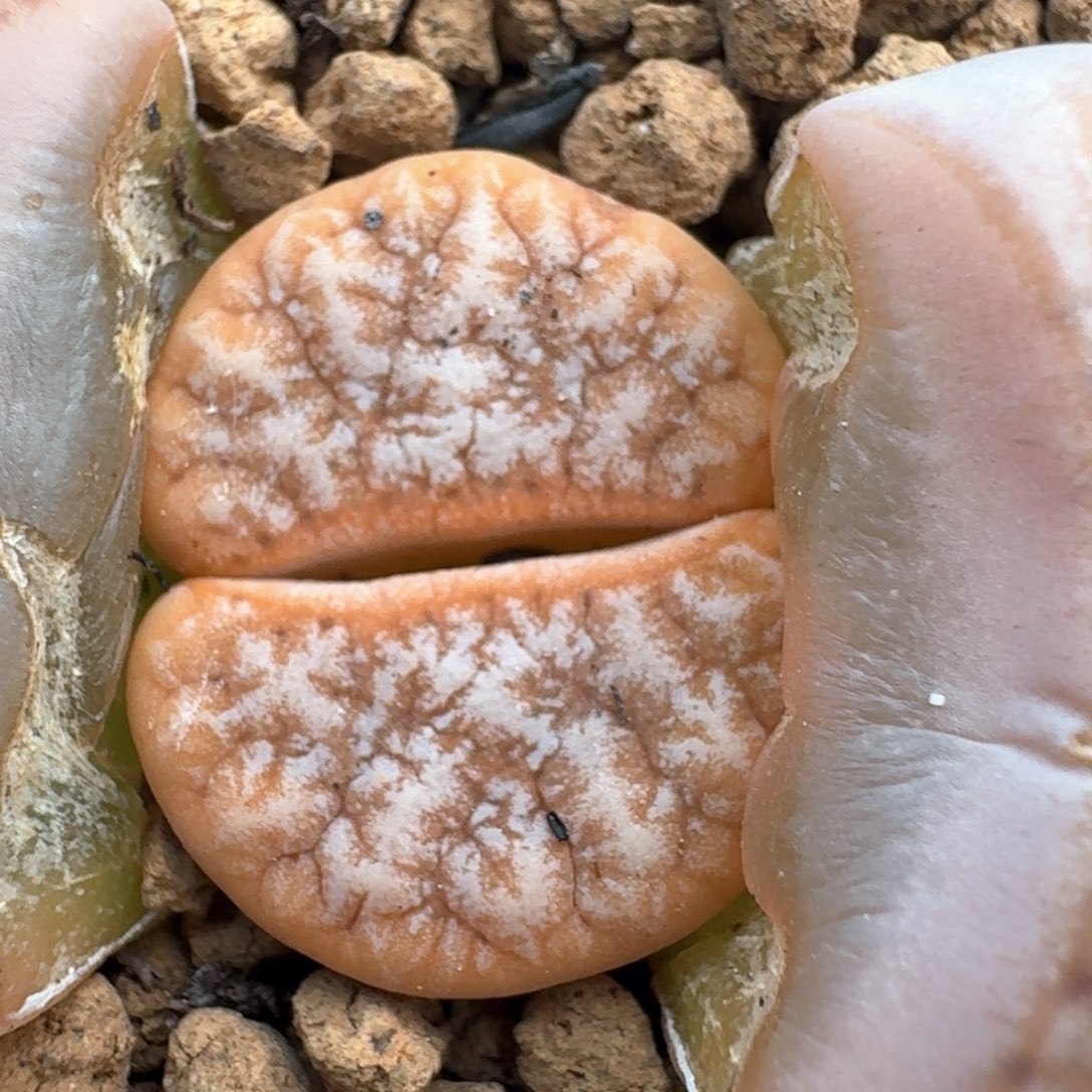 399带盆土拿铁0000000000