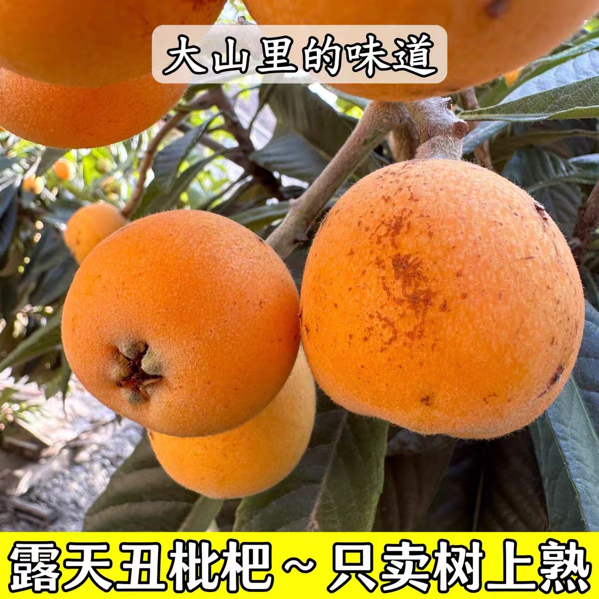 【高山枇杷】四川农家大五星鲜果新鲜孕妇水果应季高山枇杷整箱1