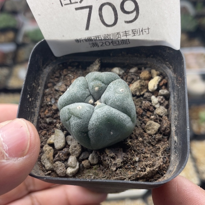 佳人园艺 老周多肉上福利啦鱼709