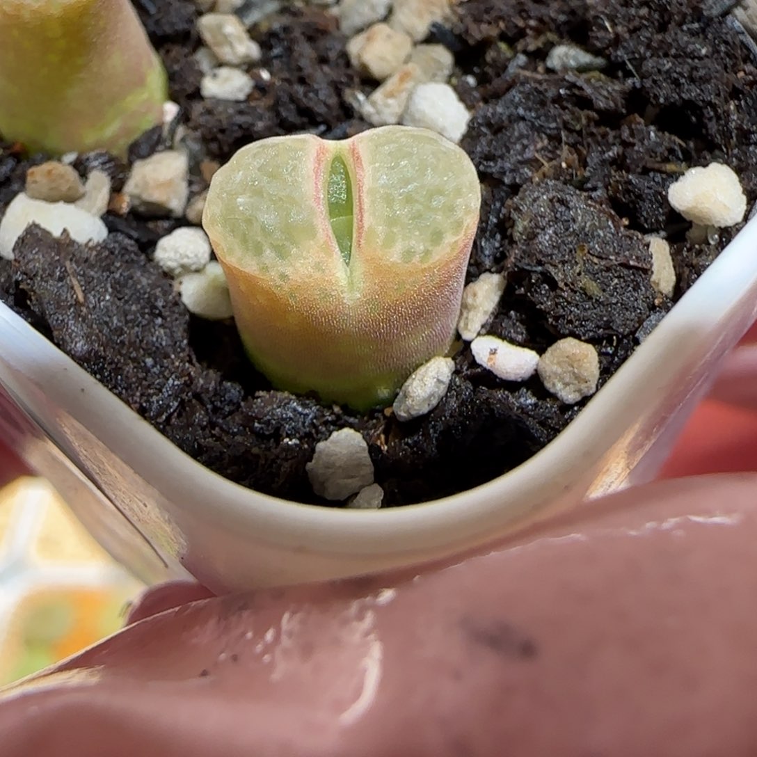 肉锥多肉植物百科26-粉樱1034