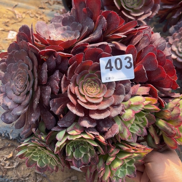 黑萝莉多肉植物403