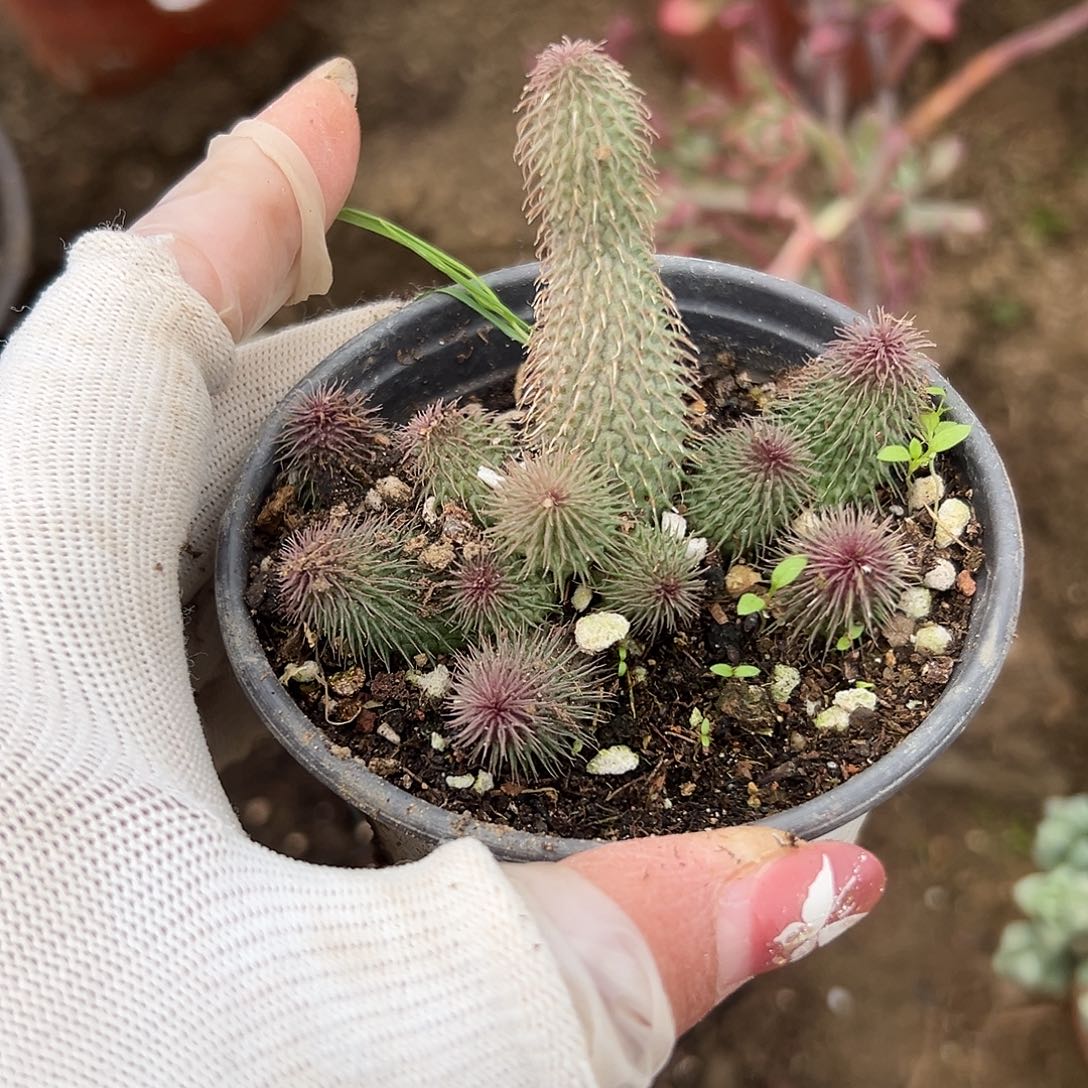 多肉植物啊修罗群