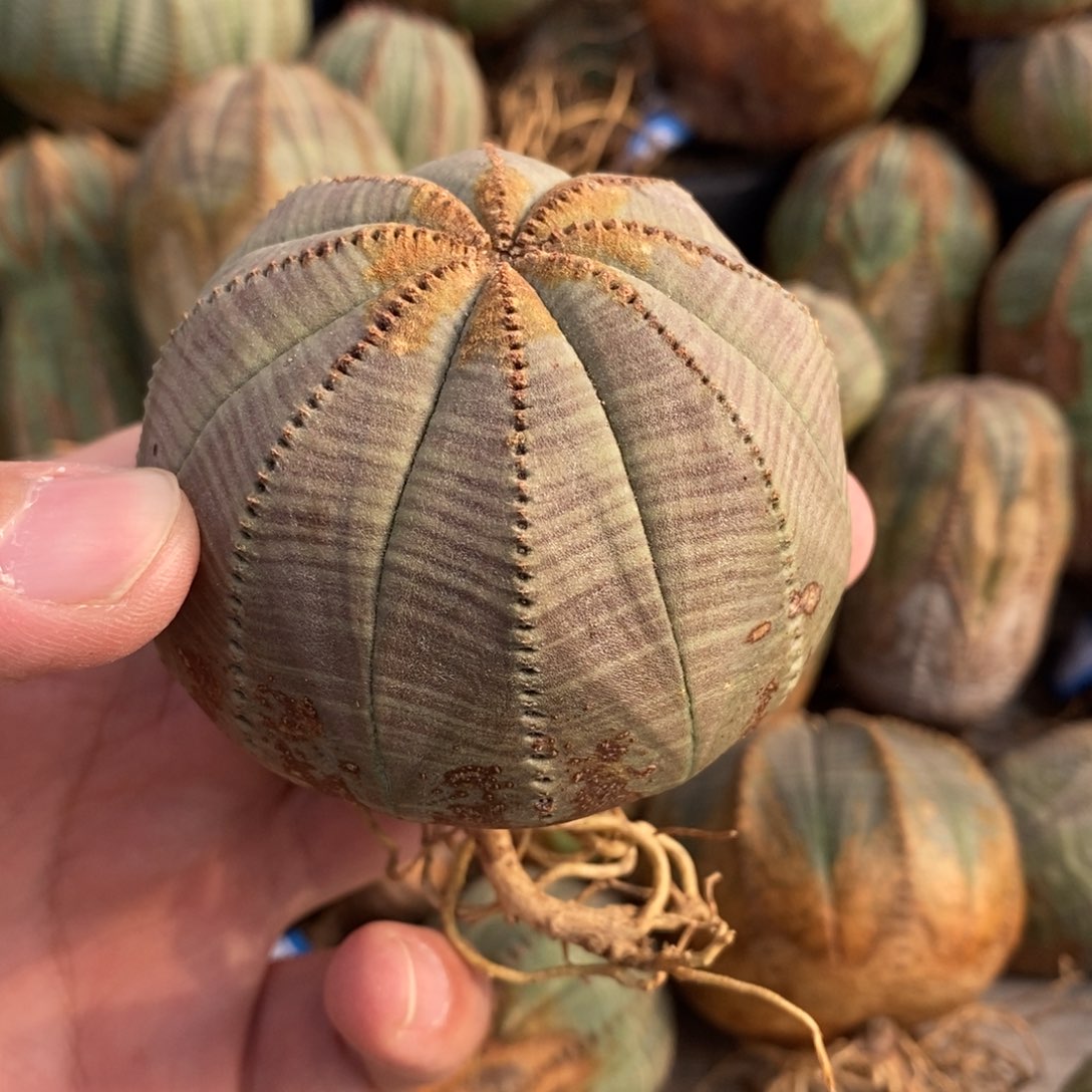 20 欧系实生布纹球多肉植物