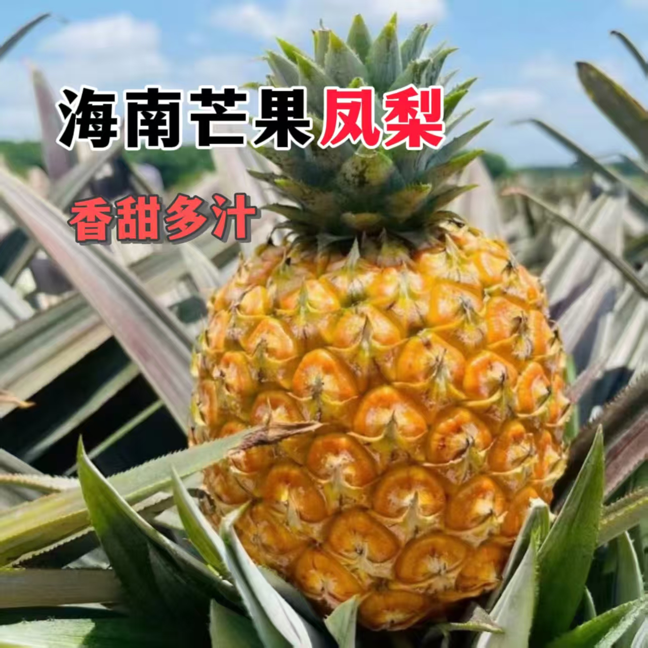 【芒果凤梨顺丰礼盒大果/果王】海南台农23号自带芒果香凤梨新鲜采