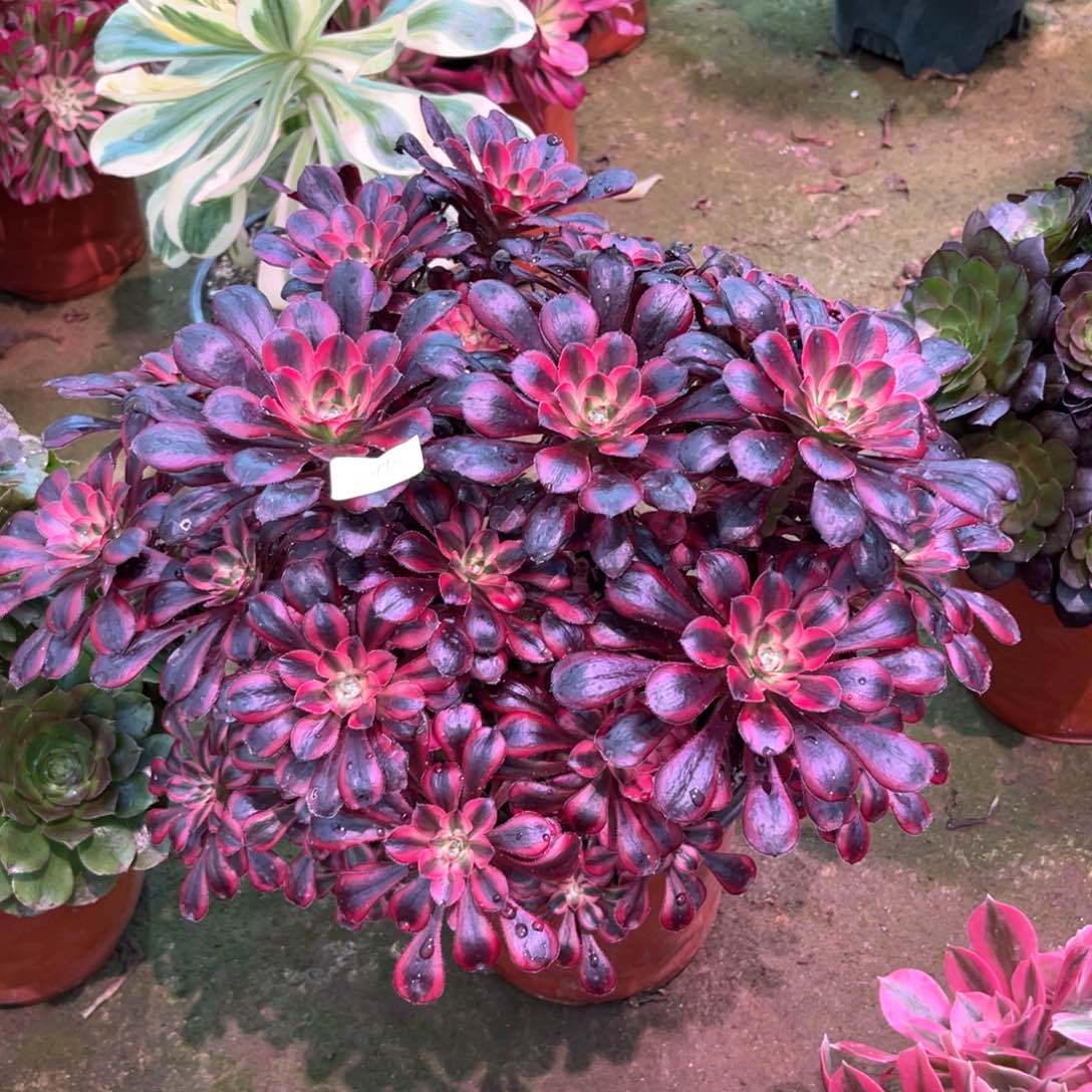 多肉植物丽娜1099