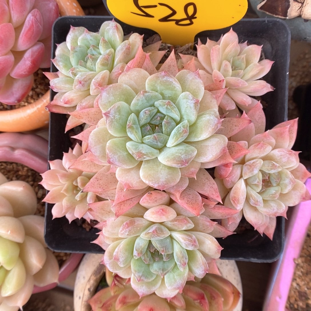 糖心粉魄群生528号